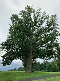 Subcordata) , are the source of the yellow blossom color of many new caring for magnolia trees. Magnolia Acuminata Cucumber Magnolia Cucumber Tree Cucumber Tree Cucumbertree Magnolia North Carolina Extension Gardener Plant Toolbox