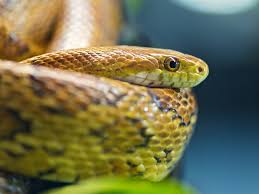 Northern water snake that really didn't care how close i got. Snake Eyes Scales Animal Hd Photo Wallpaper Preview 10wallpaper Com