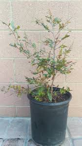 Image result for Ochna confusa