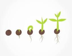 Find trusted seed growing animation supplier and manufacturers that meet your business needs on exporthub.com qualify, evaluate. Image Result For Seed Germination Seed Germination Germination Seeds