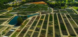 Apex, nc listings and reviews. Home Adcock S Nursery