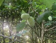 Paw Paw Haul with Alecks Moss
