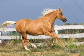 Check spelling or type a new query. Palomino Isabella Horses Castellare Di Tonda Quarter Horses