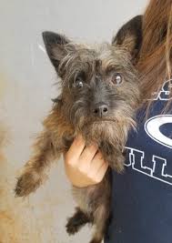 10,392 likes · 253 talking about this · 38 were here. Adopt Mirta On Petfinder Cute Dogs And Puppies Animal Projects Dogs And Puppies