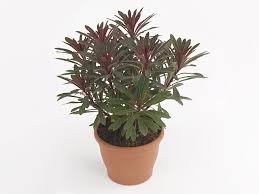 Image result for Euphorbia pfeilii