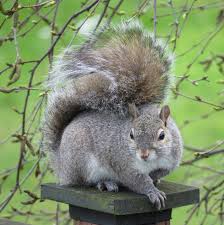 Image result for squirrel