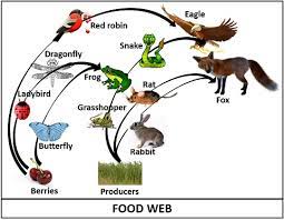Maybe you would like to learn more about one of these? Difference Between Food Chain And Food Web With Comparison Chart Biology Reader