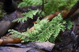Image result for Selaginella perpusilla