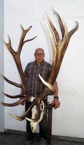 The roosevelt elk (cervus canadensis roosevelti), also known commonly as the olympic elk and roosevelt's wapiti. New World Record Roosevelt Elk Sportfishing Bc