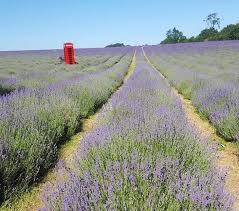 Salamanca market (site #287, centre aisle, near wooby's lane). 4 Popping Purple Lavender Farms And Fields To Visit Near London Londonist