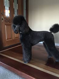 Black And White Standard Poodle Teddy Bear Cut Poodles Smart Active And Proud Hair Cuts Poodle And Standard Poodles