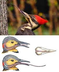 Woodpecker's unique tongue and skull anatomy explained