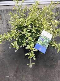 Check spelling or type a new query. Leenders Plants Bv Ceanothus Lemon And Lime