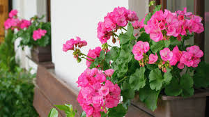 Image result for foto muškáty