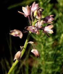 Image result for Orthochilus