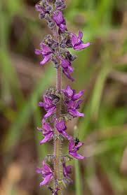 Image result for Equilabium