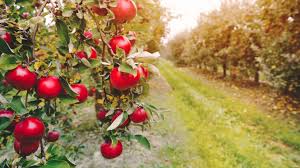 Damit erleben sie den eigenen garten und die schöne landschaft ihrer umgebung noch viel intensiver. Besuch Im Obst Erlebnis Garten Natur Mit Allen Sinnen Erfahren