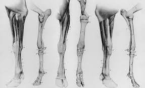 Horse bodywork back leg and stifle stretch. Cow Horse Leg Foot Muscle And Skeleton Anatomy