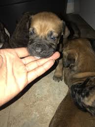 Bullmastiff puppies for sale with great conformation and bloodlines. Bullmastiff Puppies For Sale Fort Myers Fl 302331