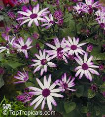 Image result for Cineraria