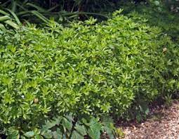 Sweet woodruff can spread a little obnoxiously through a garden, depending on the space you give it the plant is native to north and central europe, as well as north africa. Sweet Woodruff Galium Odorata Wisconsin Horticulture