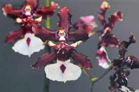 The sharry baby orchid (oncidium orchid) was produced by crossing oncidium jamie sutton with o. Sherry Baby Orchids These Little Flowers Smell Sweet And Chocolatey Like A Delicious Dessert Some Of Them Can Be Found Baby Orchid Unusual Flowers Orchids
