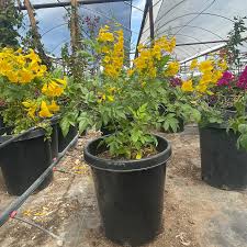 Image result for Tecoma stans