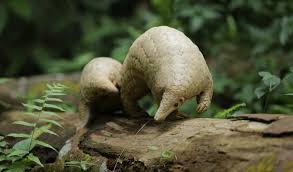 Pangolin quckshow 3.0 webinar in deutscher spracheaufzeichnung der kostenlosen veranstaltung des pangolin qs 3.0 webinars. Experts Convene To Save One Of World S Most Trafficked Mammals Iucn