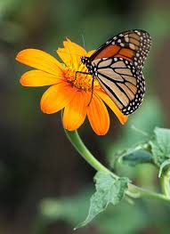 Best Flowers For Butterflies Flowers For Butterflies Butterfly On Flower Beautiful Butterfly Photography