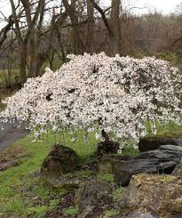 Top view of cherry tree with cherries isolated on white background. Snow Fountains Weeping Cherry Low Form Bower Branch
