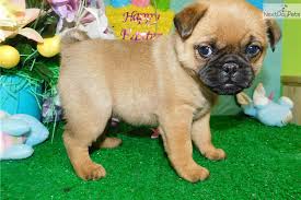 Maybe you would like to learn more about one of these? Super Cute Pug Posted By John Anderson