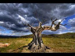 Cel mai batran este methuselah, un pin. Top 6 Cei Mai Batrani Copaci Din Lume Youtube