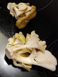 Maybe you would like to learn more about one of these? Found Today In Wisconsin Could They Be Oysters Mycology