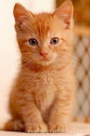 Tatli Kedi Tatli Kedi Yavru Kedi Tuysuz Kedi Tatli Kedi Beyaz Kedi 2020 Evcil Hayvan Bakimi Evcil Hayvanlar Kedi
