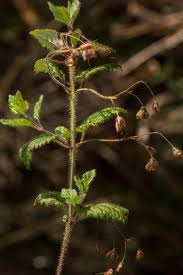 Image result for Veronica abyssinica