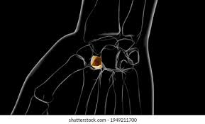 Image result for Trapezoid Bone