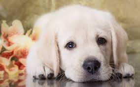 A list of great cute dog names for your pup. Female Dog Names Hundreds Of Gorgeous Girl Puppy Names