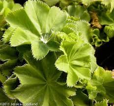 Image result for Alchemilla ellenbeckii
