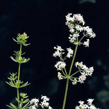 Image result for Galium