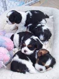 King Charles Spaniels King Charles Cavalier Spaniel Puppy Cute Puppies Spaniel Puppies