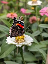 Image result for Rytigynia lewisii