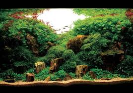 Aqua Forest Aquarium Aquarium Landscape Nature Aquarium Aquarium Fish Tank