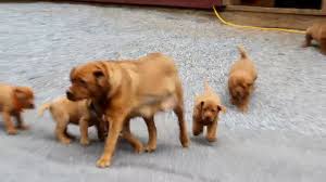 After you find out all silver lab puppies for sale craigslist results you wish, you will have many options to find the best saving by clicking to the button get link coupon or more offers of the store on the right to see all the related. Akc Fox Red Lab Puppies For Sale 07 2021