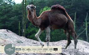 That means that it's just a more vague method of classification. Dromedary Camelus Dromedarius Serengeti Park
