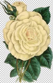 Rose botanical art (vintage new york print, red home decor wall, flower watercolor illustration) 1960s new yorker no. Botanical Illustration Rose Drawing Png Clipart Art Botanical Illustration Cut Flowers Drawing Flower Free Png Download