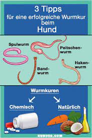 Wurmkur Beim Hund Definition Arten Tipps Gesunde Hunde Hunde Wurmer Beim Hund