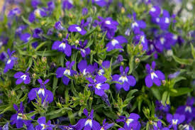 Image result for Lobelia erinus
