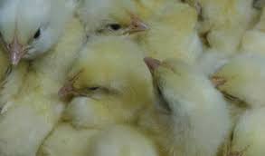Ada pilihan ayam kampung, ayam negeri dan ayam jantan. Cek Harga Jual Doc Ayam Broiler Terkini Update Dari Peternak Aplikasi Pertanian Media Agribisnis Gdm Agri