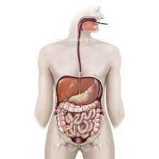 Want to learn more about it? Abdomen Illustrations Visualisations Of Human Anatomy