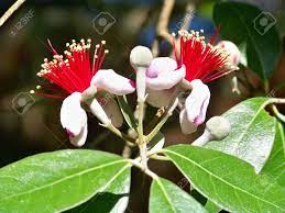 The safety for the consumption of fruits and seeds of careya arborea is not approved. Two Red Flowers Of Guava Tree Stock Photo Picture And Royalty Free Image Image 6095724